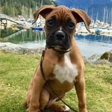 Entry image for Jessie