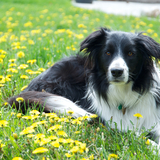 Entry image for Finnigan