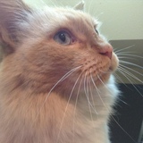 Entry image for Snuggles