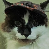 Entry image for Annie