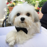 Entry image for Peanut