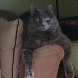 Entry image for SMOKEY