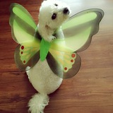 Entry image for Lucky