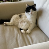 Entry image for Bella