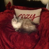 Entry image for Lulu