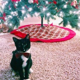 Entry image for Mr. Fitz