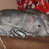 Entry image for James & Oscar