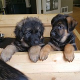 Entry image for Chester-Auggie-Brothers