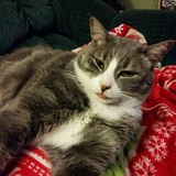 Entry image for Cooper