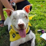 Entry image for Ollie