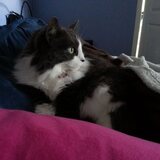 Entry image for Miss Bella