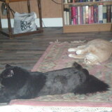 Entry image for Pita and Cougar