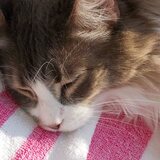 Entry image for Louie (Bear)