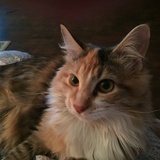 Entry image for Melody