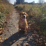 Entry image for COOPER