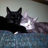 Entry image for Tazzy and Cooper 