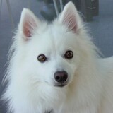 Entry image for Buddy