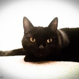 Entry image for Luci