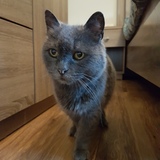 Entry image for Dinah