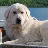 Entry image for Finn