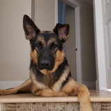 Entry image for Jaxon