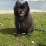 Entry image for Licorice