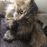 Entry image for Louie