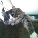 Entry image for Dudley