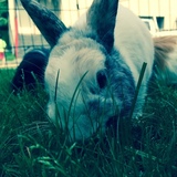 Entry image for Easter