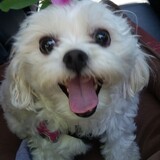 Entry image for Lola