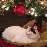 Entry image for Pippa