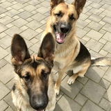 Entry image for Zeppelin & Gräfin