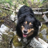 Entry image for Garrus