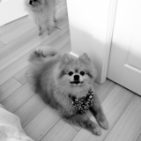 Entry image for Bishop & Ivy 