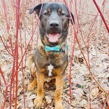 Entry image for Zaxaan