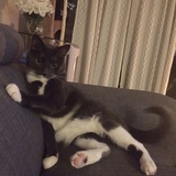 Entry image for Loki Grayson 