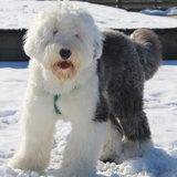 Entry image for Oreo