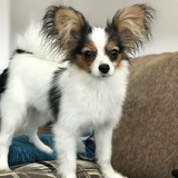 Entry image for Tinkerbell - “Bell” for short