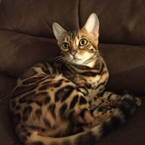 Entry image for Indy “Indiana Jones”