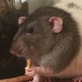 Entry image for Bert