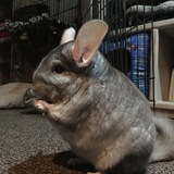 Entry image for Mama Chin 