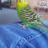 Entry image for Chicken