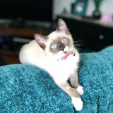 Entry image for Lilly