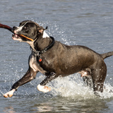 Entry image for Prince