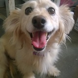 Entry image for Holly