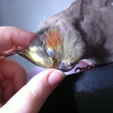 Entry image for Oleander (Olee)