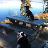 Entry image for Kato (top) and Dexter