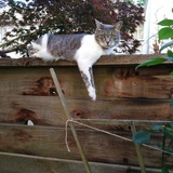 Entry image for Skittles