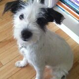 Entry image for Felix