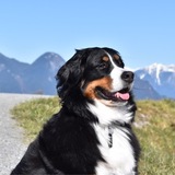 Entry image for Juno 